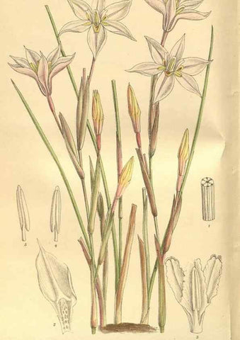 Reproducción/Reproduction 35164062083: Curtis's botanical magazine.. London ; New York [etc.] :Academic Press [etc.]