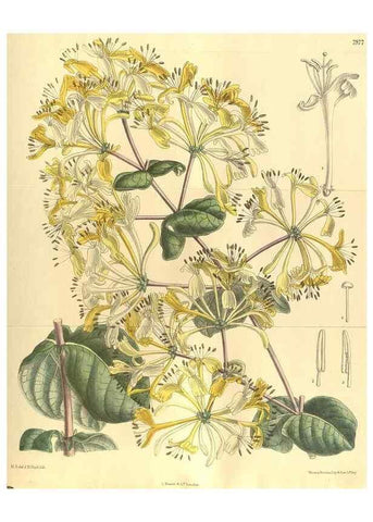Reproducción/Reproduction 35164064303: Curtis's botanical magazine.. London ; New York [etc.] :Academic Press [etc.]