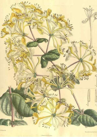 Reproducción/Reproduction 35164064303: Curtis's botanical magazine.. London ; New York [etc.] :Academic Press [etc.]