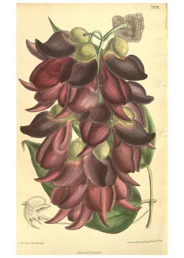 Reproducción/Reproduction 35803321042: Curtis's botanical magazine.. London ; New York [etc.] :Academic Press [etc.]
