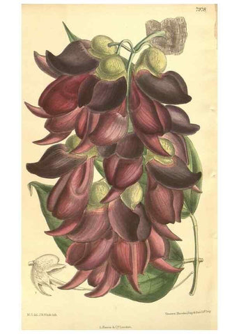 Reproducción/Reproduction 35803321042: Curtis's botanical magazine.. London ; New York [etc.] :Academic Press [etc.]