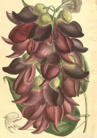 Reproducción/Reproduction 35803321042: Curtis's botanical magazine.. London ; New York [etc.] :Academic Press [etc.]