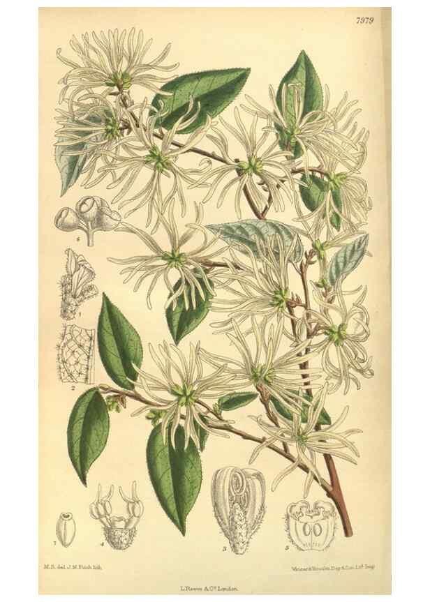 Reproducción/Reproduction 35803323292: Curtis's botanical magazine.. London ; New York [etc.] :Academic Press [etc.]