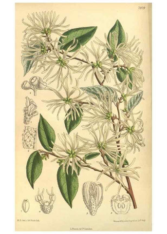 Reproducción/Reproduction 35803323292: Curtis's botanical magazine.. London ; New York [etc.] :Academic Press [etc.]