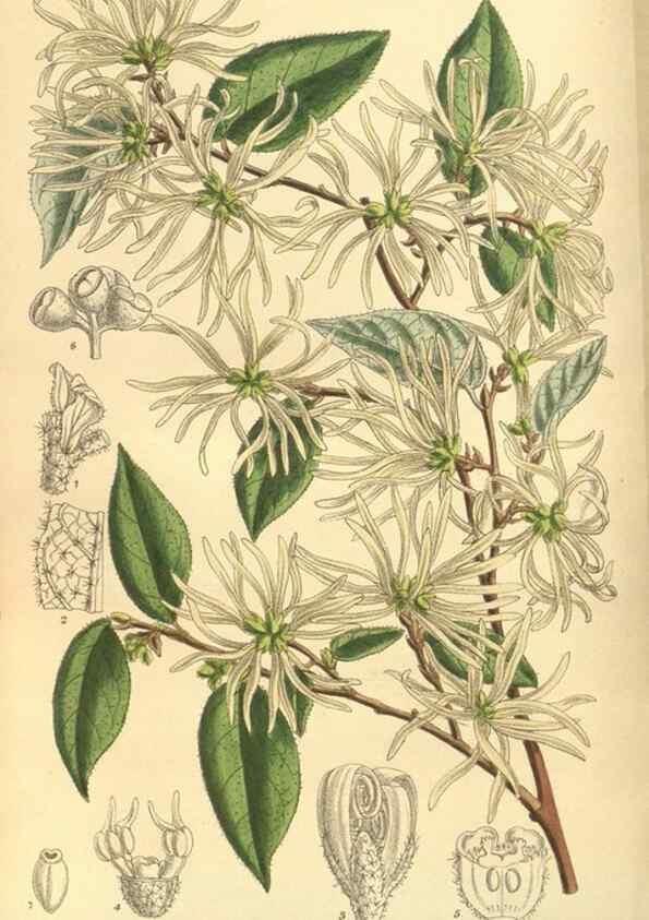 Reproducción/Reproduction 35803323292: Curtis's botanical magazine.. London ; New York [etc.] :Academic Press [etc.]