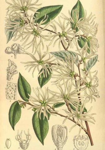 Reproducción/Reproduction 35803323292: Curtis's botanical magazine.. London ; New York [etc.] :Academic Press [etc.]