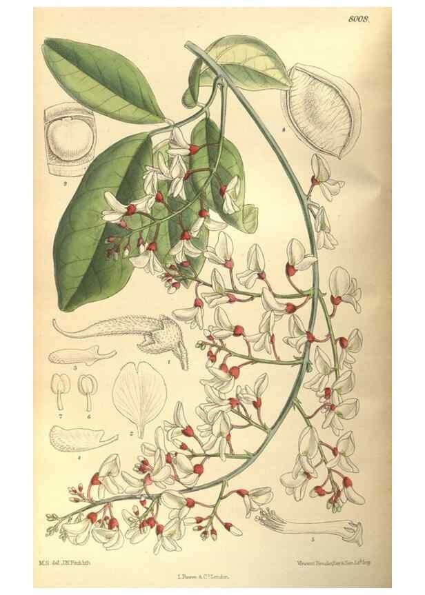 Reproducción/Reproduction 35164159993: Curtis's botanical magazine.. London ; New York [etc.] :Academic Press [etc.]