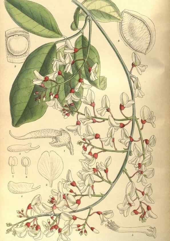 Reproducción/Reproduction 35164159993: Curtis's botanical magazine.. London ; New York [etc.] :Academic Press [etc.]