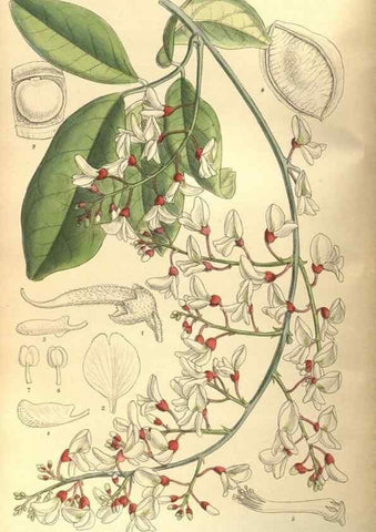 Reproducción/Reproduction 35164159993: Curtis's botanical magazine.. London ; New York [etc.] :Academic Press [etc.]