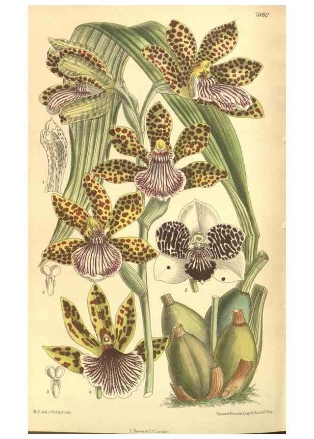 Reproducción/Reproduction 35803325812: Curtis's botanical magazine.. London ; New York [etc.] :Academic Press [etc.]