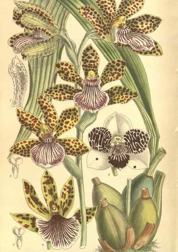 Reproducción/Reproduction 35803325812: Curtis's botanical magazine.. London ; New York [etc.] :Academic Press [etc.]