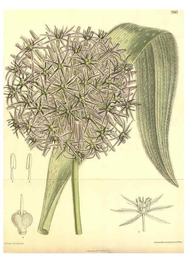 Reproducción/Reproduction 35803330242: Curtis's botanical magazine.. London ; New York [etc.] :Academic Press [etc.]