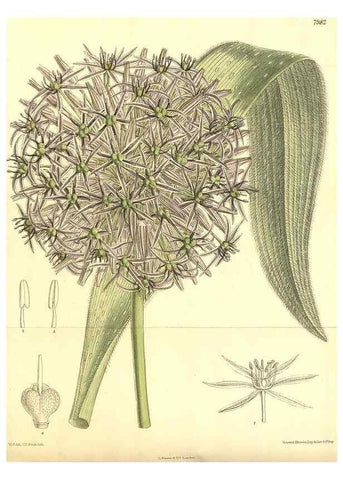 Reproducción/Reproduction 35803330242: Curtis's botanical magazine.. London ; New York [etc.] :Academic Press [etc.]