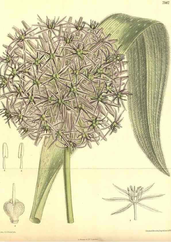 Reproducción/Reproduction 35803330242: Curtis's botanical magazine.. London ; New York [etc.] :Academic Press [etc.]