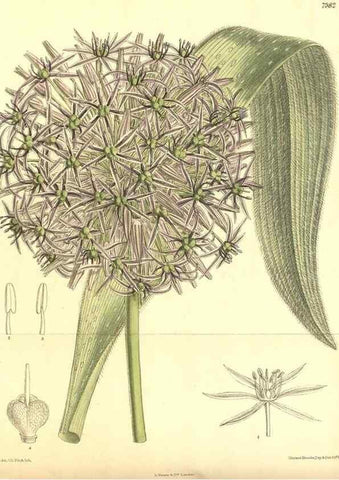 Reproducción/Reproduction 35803330242: Curtis's botanical magazine.. London ; New York [etc.] :Academic Press [etc.]