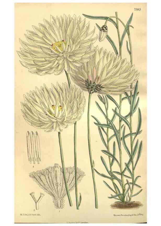 Reproducción/Reproduction 35803332652: Curtis's botanical magazine.. London ; New York [etc.] :Academic Press [etc.]