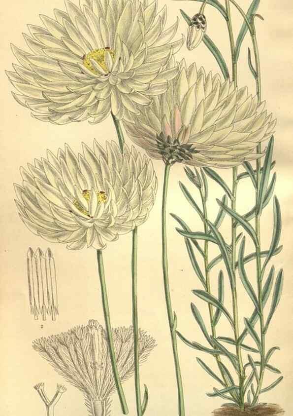 Reproducción/Reproduction 35803332652: Curtis's botanical magazine.. London ; New York [etc.] :Academic Press [etc.]