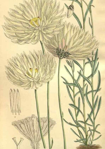 Reproducción/Reproduction 35803332652: Curtis's botanical magazine.. London ; New York [etc.] :Academic Press [etc.]