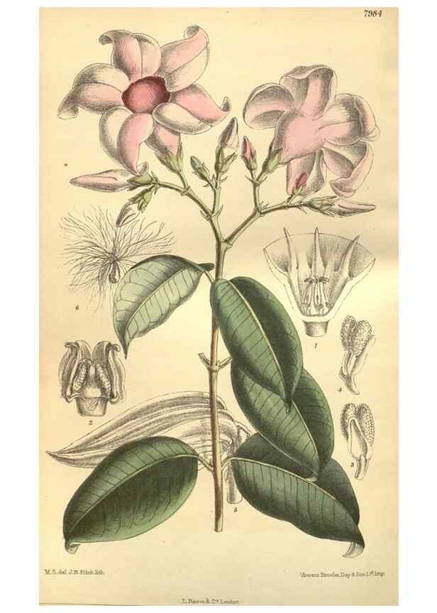 Reproducción/Reproduction 35803334662: Curtis's botanical magazine.. London ; New York [etc.] :Academic Press [etc.]