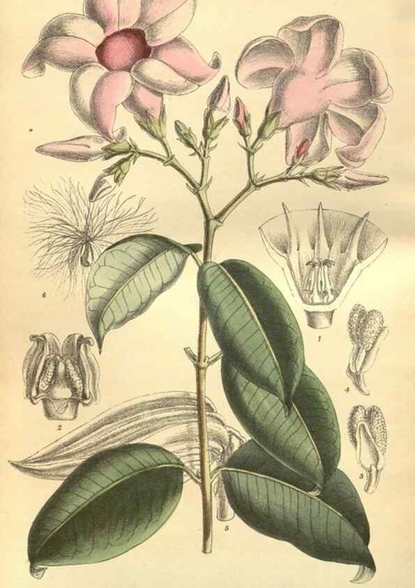 Reproducción/Reproduction 35803334662: Curtis's botanical magazine.. London ; New York [etc.] :Academic Press [etc.]