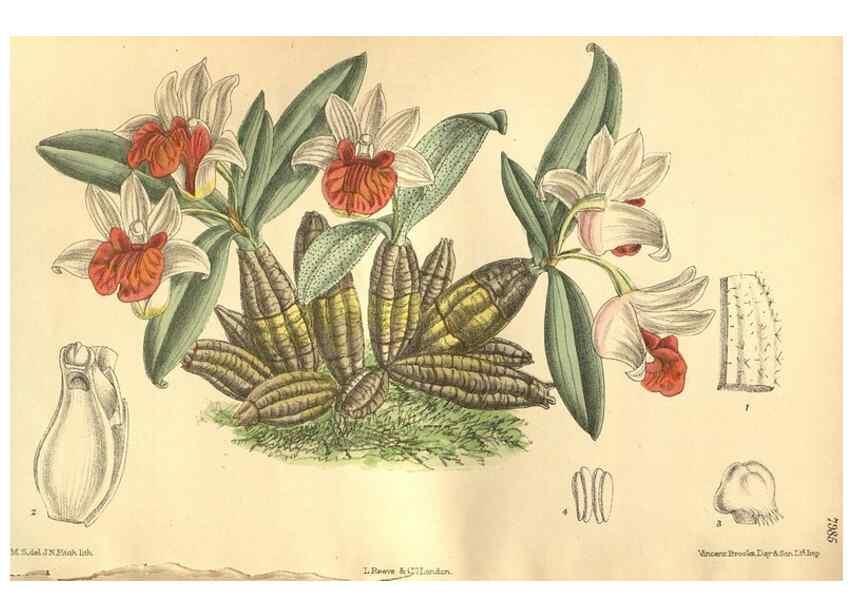 Reproducción/Reproduction 35803336562: Curtis's botanical magazine.. London ; New York [etc.] :Academic Press [etc.]