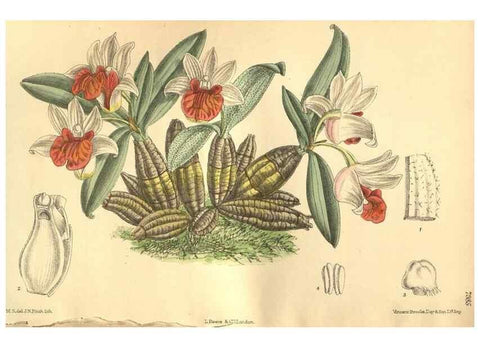 Reproducción/Reproduction 35803336562: Curtis's botanical magazine.. London ; New York [etc.] :Academic Press [etc.]