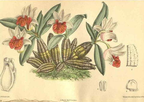 Reproducción/Reproduction 35803336562: Curtis's botanical magazine.. London ; New York [etc.] :Academic Press [etc.]