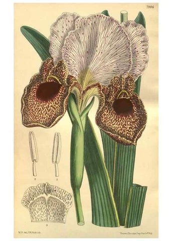 Reproducción/Reproduction 35803339152: Curtis's botanical magazine.. London ; New York [etc.] :Academic Press [etc.]