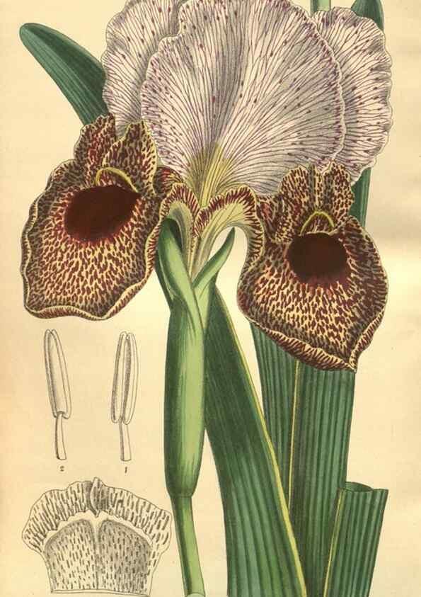 Reproducción/Reproduction 35803339152: Curtis's botanical magazine.. London ; New York [etc.] :Academic Press [etc.]