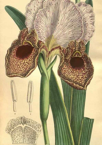 Reproducción/Reproduction 35803339152: Curtis's botanical magazine.. London ; New York [etc.] :Academic Press [etc.]