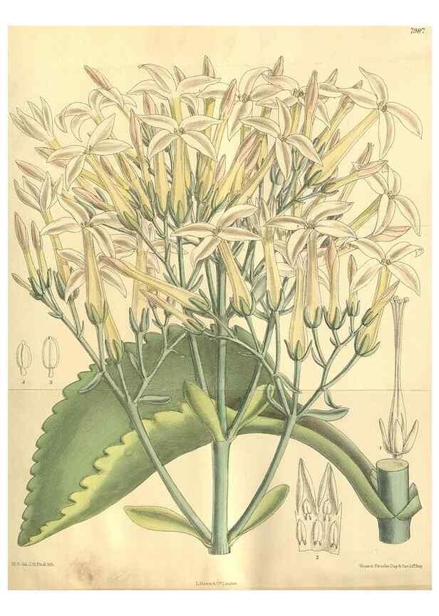 Reproducción/Reproduction 35803341352: Curtis's botanical magazine.. London ; New York [etc.] :Academic Press [etc.]
