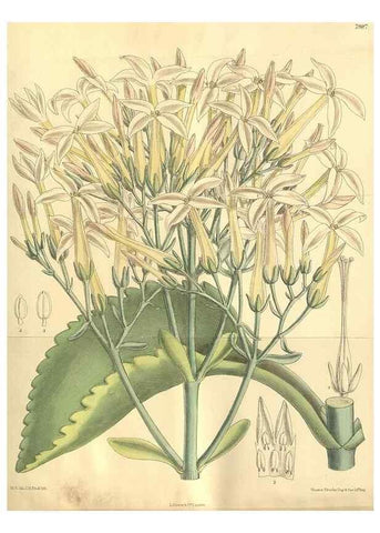 Reproducción/Reproduction 35803341352: Curtis's botanical magazine.. London ; New York [etc.] :Academic Press [etc.]