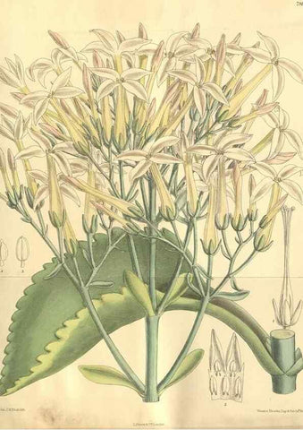 Reproducción/Reproduction 35803341352: Curtis's botanical magazine.. London ; New York [etc.] :Academic Press [etc.]