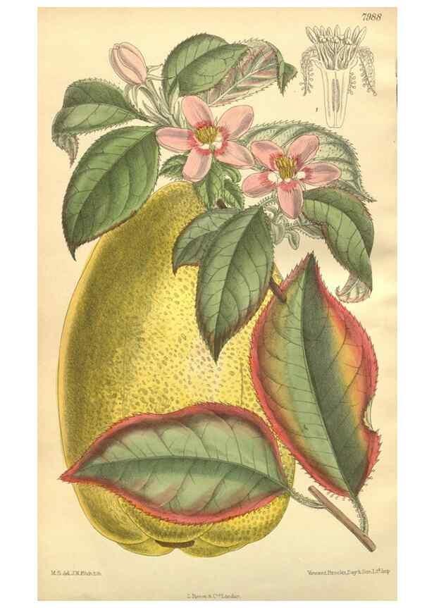 Reproducción/Reproduction 35803344102: Curtis's botanical magazine.. London ; New York [etc.] :Academic Press [etc.]
