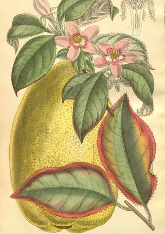 Reproducción/Reproduction 35803344102: Curtis's botanical magazine.. London ; New York [etc.] :Academic Press [etc.]