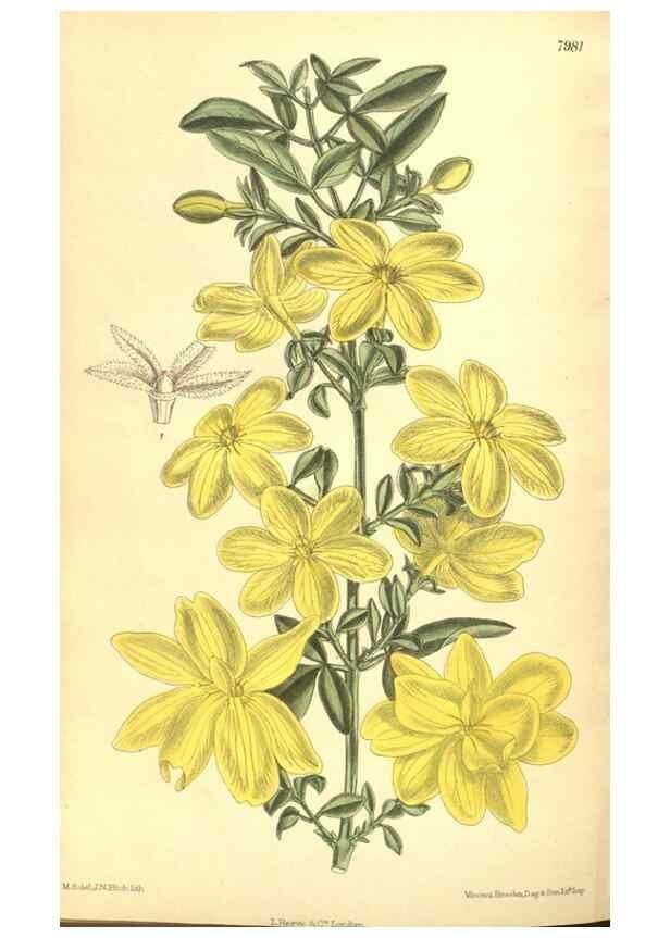 Reproducción/Reproduction 35803328092: Curtis's botanical magazine.. London ; New York [etc.] :Academic Press [etc.]