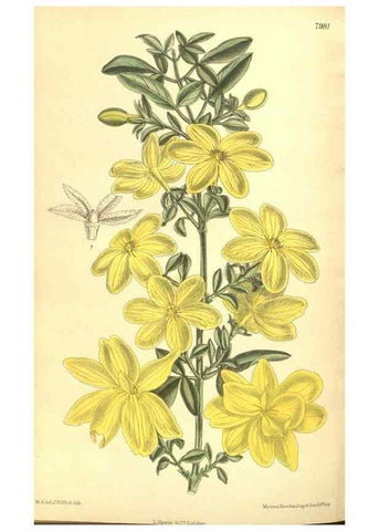 Reproducción/Reproduction 35803328092: Curtis's botanical magazine.. London ; New York [etc.] :Academic Press [etc.]