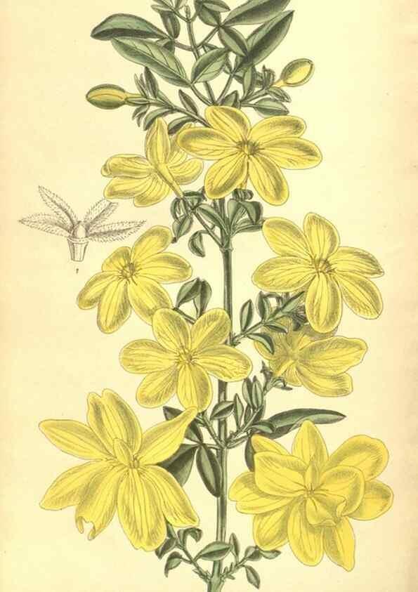 Reproducción/Reproduction 35803328092: Curtis's botanical magazine.. London ; New York [etc.] :Academic Press [etc.]