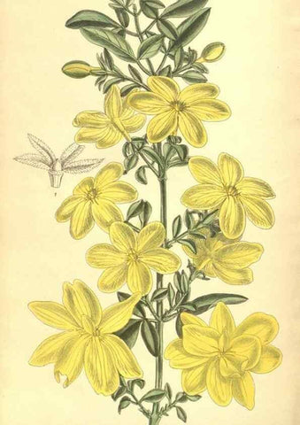 Reproducción/Reproduction 35803328092: Curtis's botanical magazine.. London ; New York [etc.] :Academic Press [etc.]