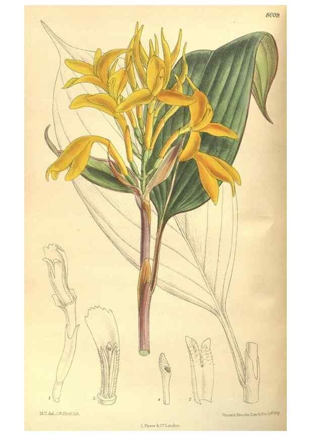 Reproducción/Reproduction 35803478992: Curtis's botanical magazine.. London ; New York [etc.] :Academic Press [etc.]