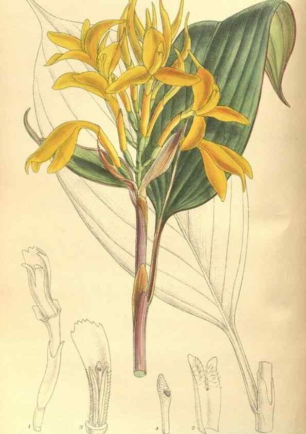 Reproducción/Reproduction 35803478992: Curtis's botanical magazine.. London ; New York [etc.] :Academic Press [etc.]