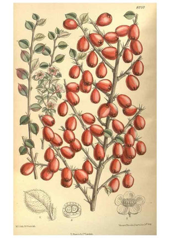 Reproducción/Reproduction 35932862196: Curtis's botanical magazine.. London ; New York [etc.] :Academic Press [etc.]