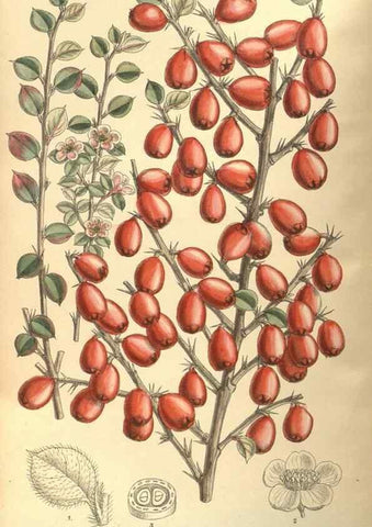 Reproducción/Reproduction 35932862196: Curtis's botanical magazine.. London ; New York [etc.] :Academic Press [etc.]