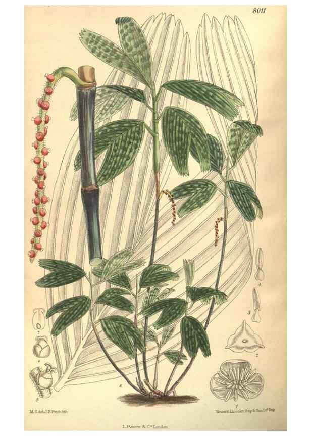 Reproducción/Reproduction 35932863946: Curtis's botanical magazine.. London ; New York [etc.] :Academic Press [etc.]