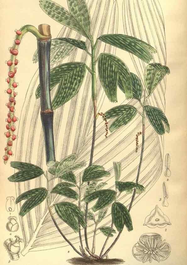 Reproducción/Reproduction 35932863946: Curtis's botanical magazine.. London ; New York [etc.] :Academic Press [etc.]