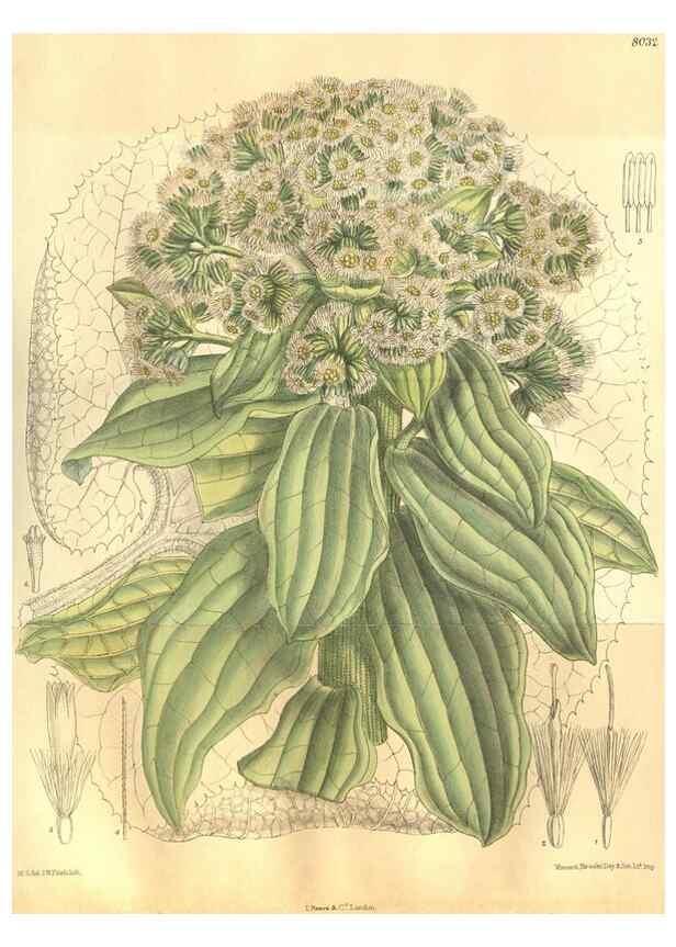 Reproducción/Reproduction 35932921846: Curtis's botanical magazine.. London ; New York [etc.] :Academic Press [etc.]