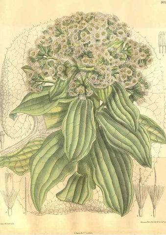 Reproducción/Reproduction 35932921846: Curtis's botanical magazine.. London ; New York [etc.] :Academic Press [etc.]