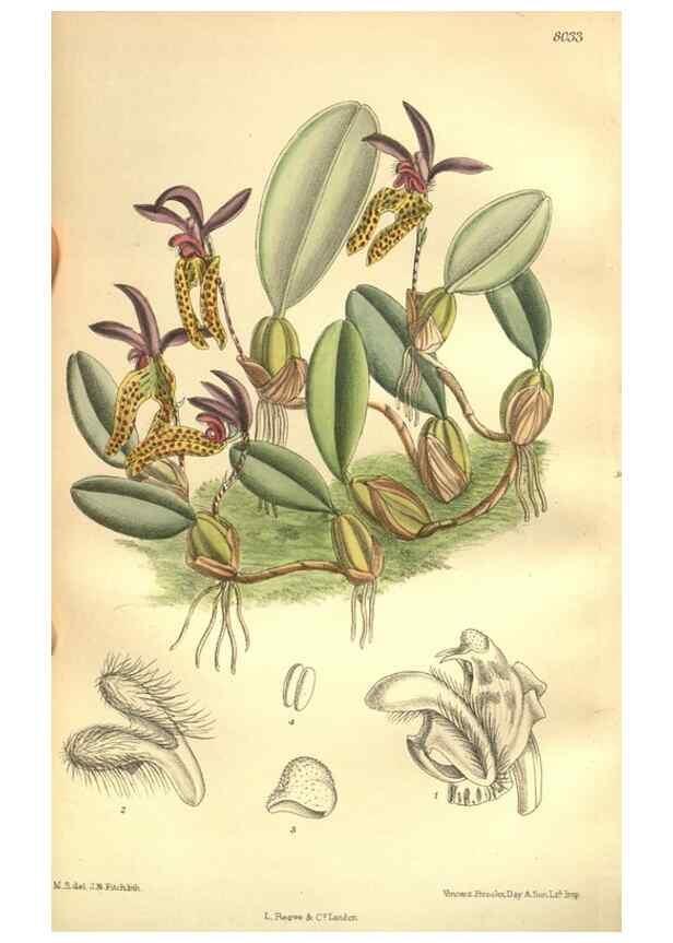 Reproducción/Reproduction 35974330235: Curtis's botanical magazine.. London ; New York [etc.] :Academic Press [etc.]