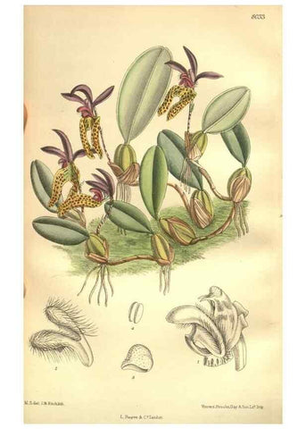 Reproducción/Reproduction 35974330235: Curtis's botanical magazine.. London ; New York [etc.] :Academic Press [etc.]