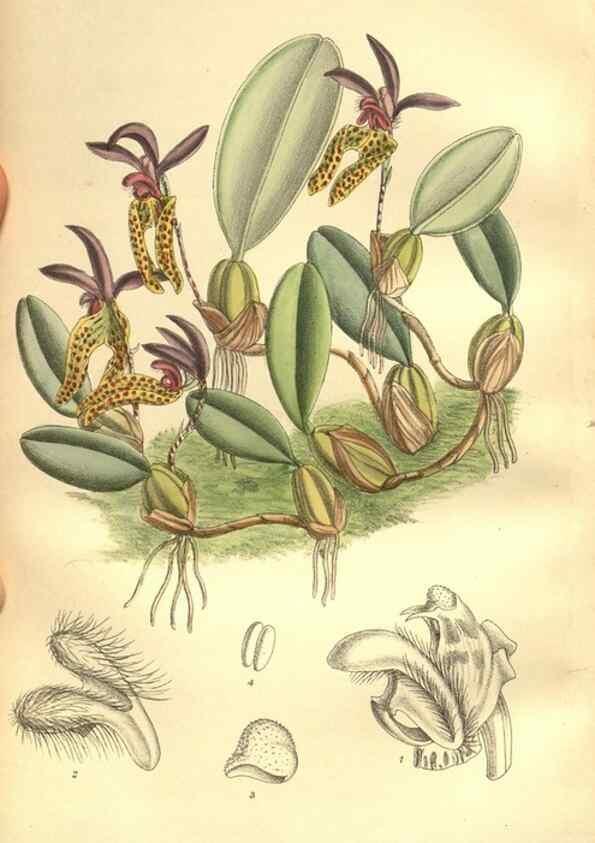 Reproducción/Reproduction 35974330235: Curtis's botanical magazine.. London ; New York [etc.] :Academic Press [etc.]
